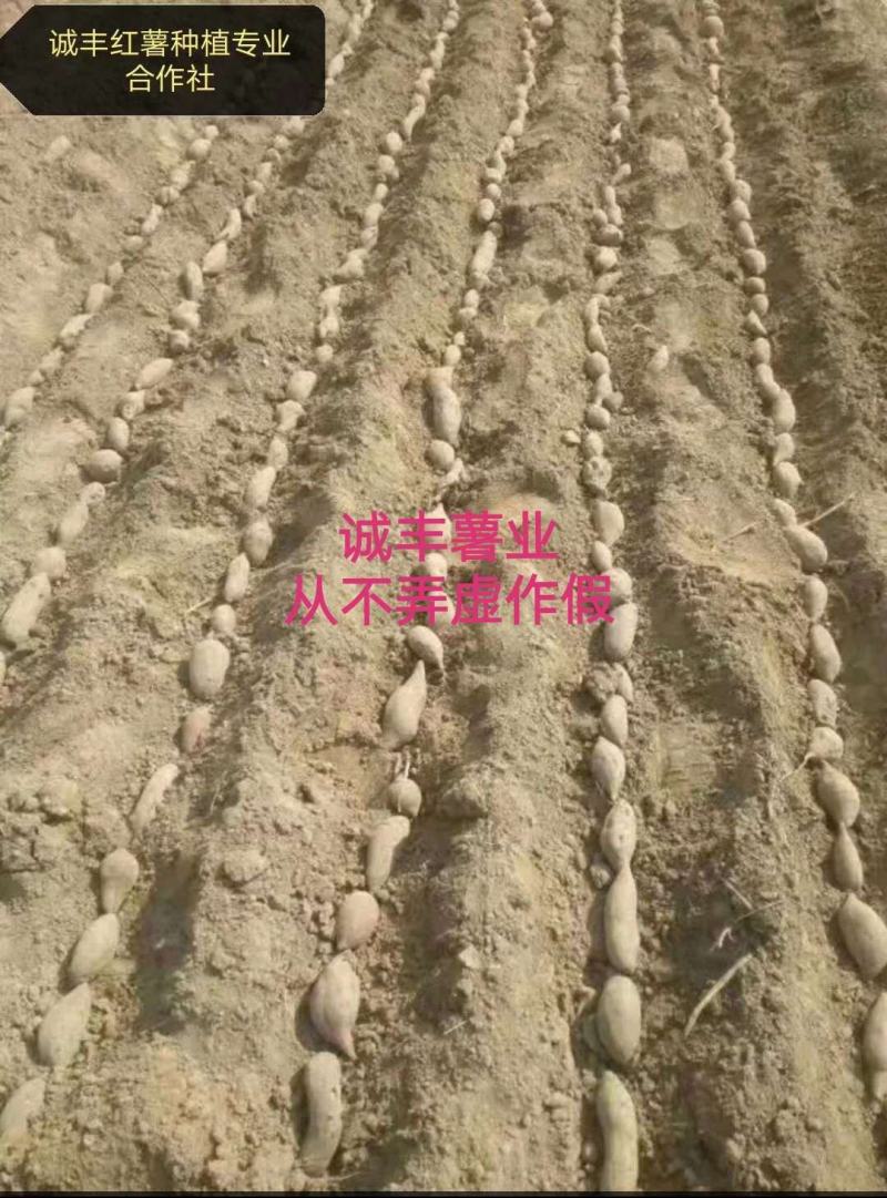 【齐全】河南特级红薯苗种植基地欢迎新老朋友来电咨询