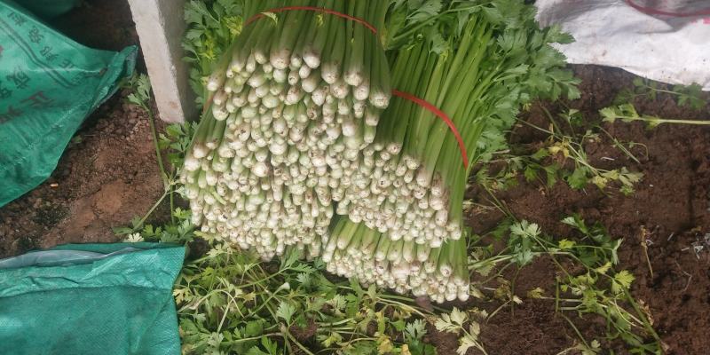 细棵芹菜大量上市欢迎光临考察