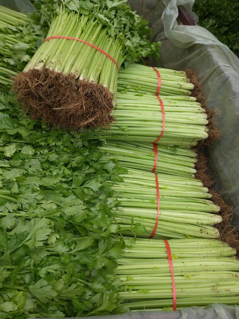 细棵芹菜大量上市欢迎光临考察