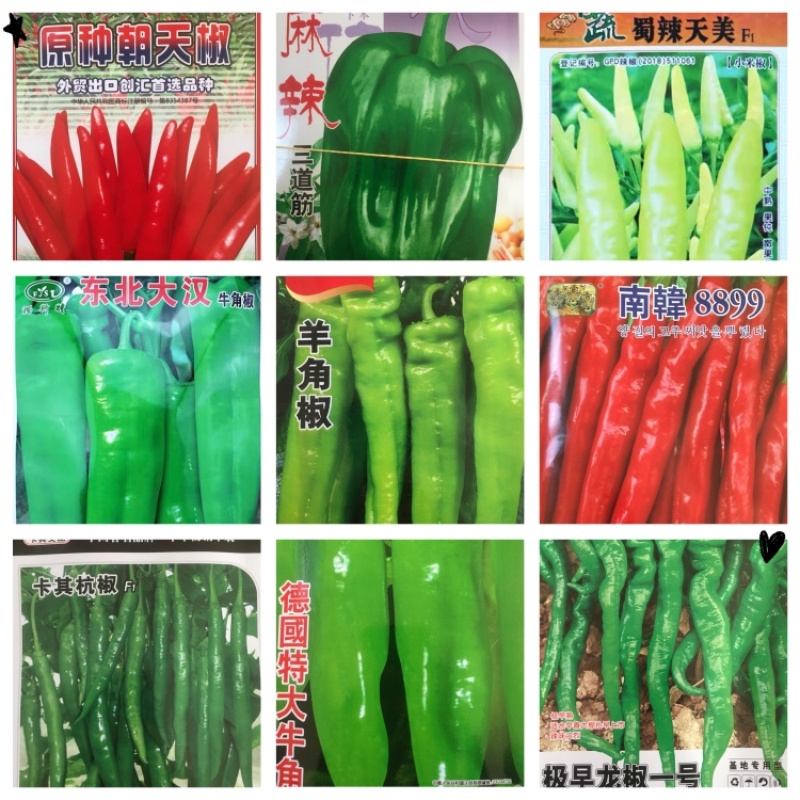 优质精品辣椒苗，麻辣，牛角，杭椒，甜椒，线椒，朝天椒