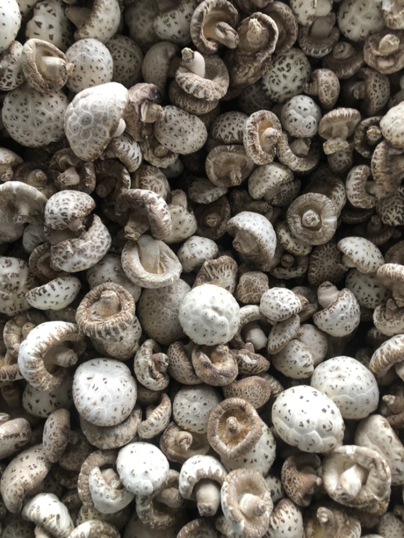 泌阳天白花菇新货上市足干货量充足原产地批发