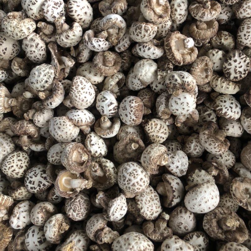 泌阳天白花菇新货上市足干货量充足原产地批发