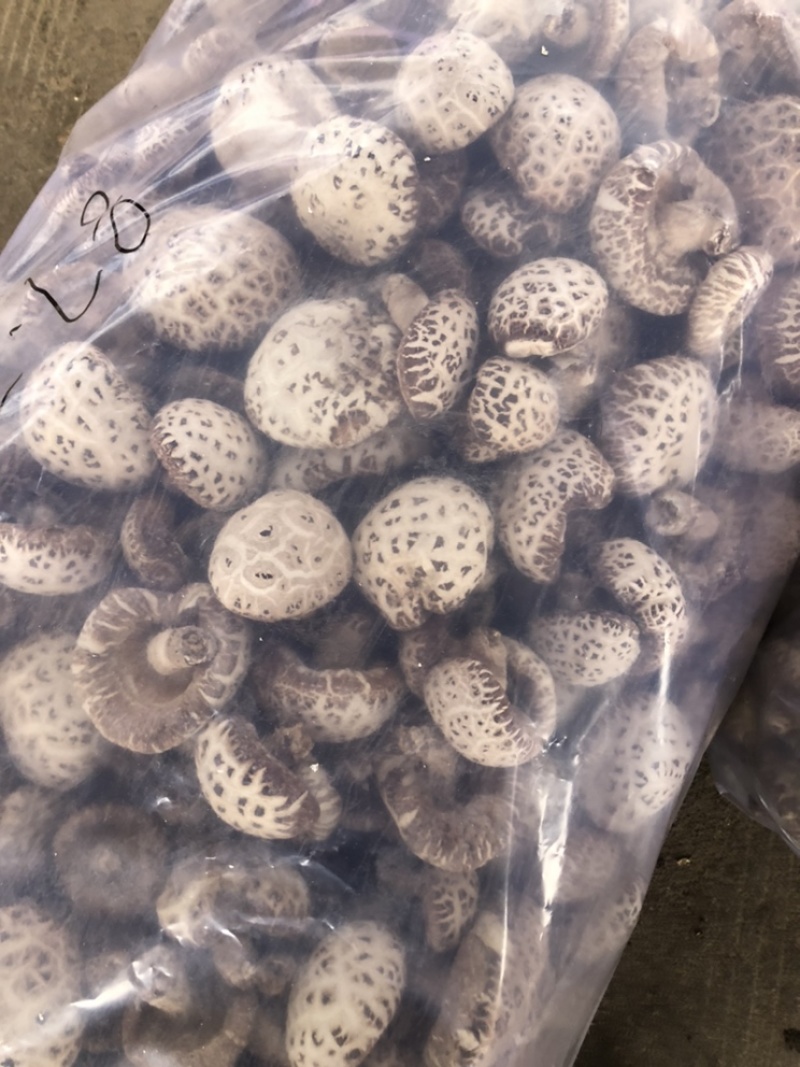 泌阳天白花菇新货上市足干货量充足原产地批发