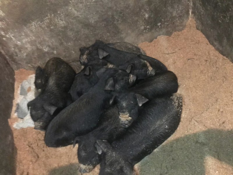 大量出售精品本地黑色的小仔猪，肉质好需要的客户联系我！！