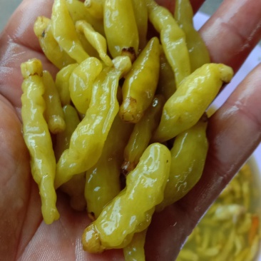 出售泡椒需要的朋友联系