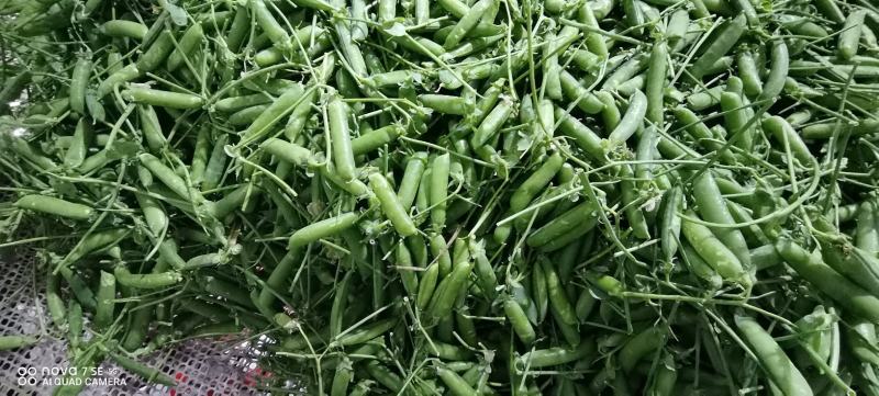 长寿仁豌豆中豌豆荚豆，一手货源产地直发，欢迎合作