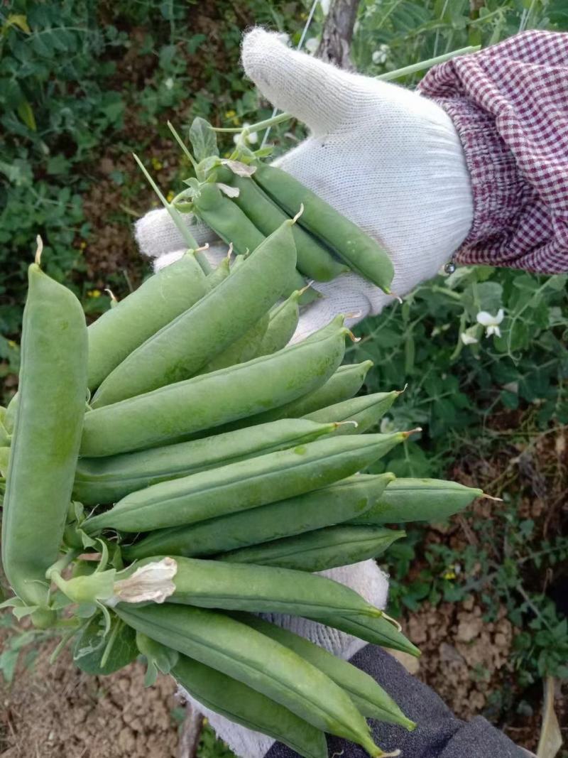 长寿仁豌豆中豌豆荚豆，一手货源产地直发，欢迎合作