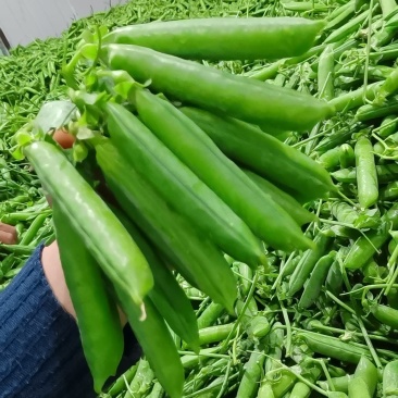 长寿仁豌豆中豌豆荚豆，一手货源产地直发，欢迎合作