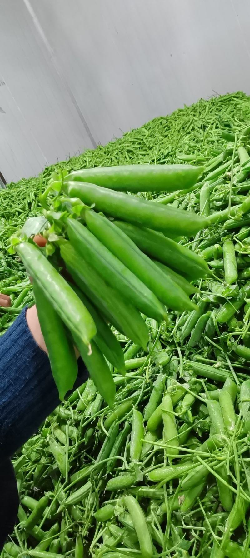 长寿仁豌豆中豌豆荚豆，一手货源产地直发，欢迎合作