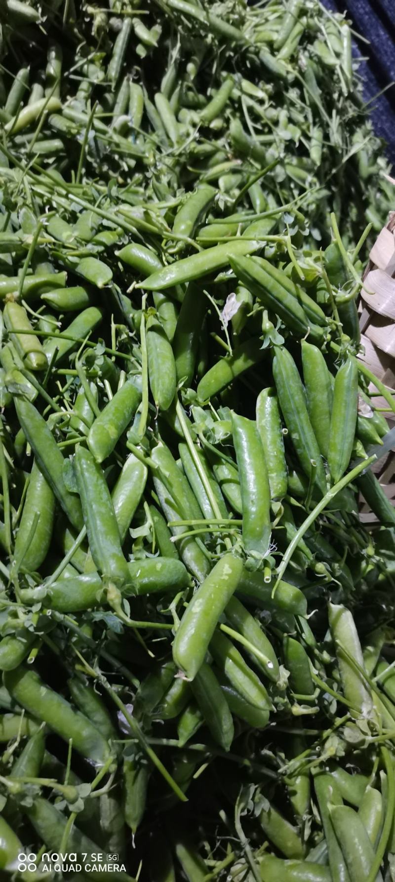 长寿仁豌豆中豌豆荚豆，一手货源产地直发，欢迎合作
