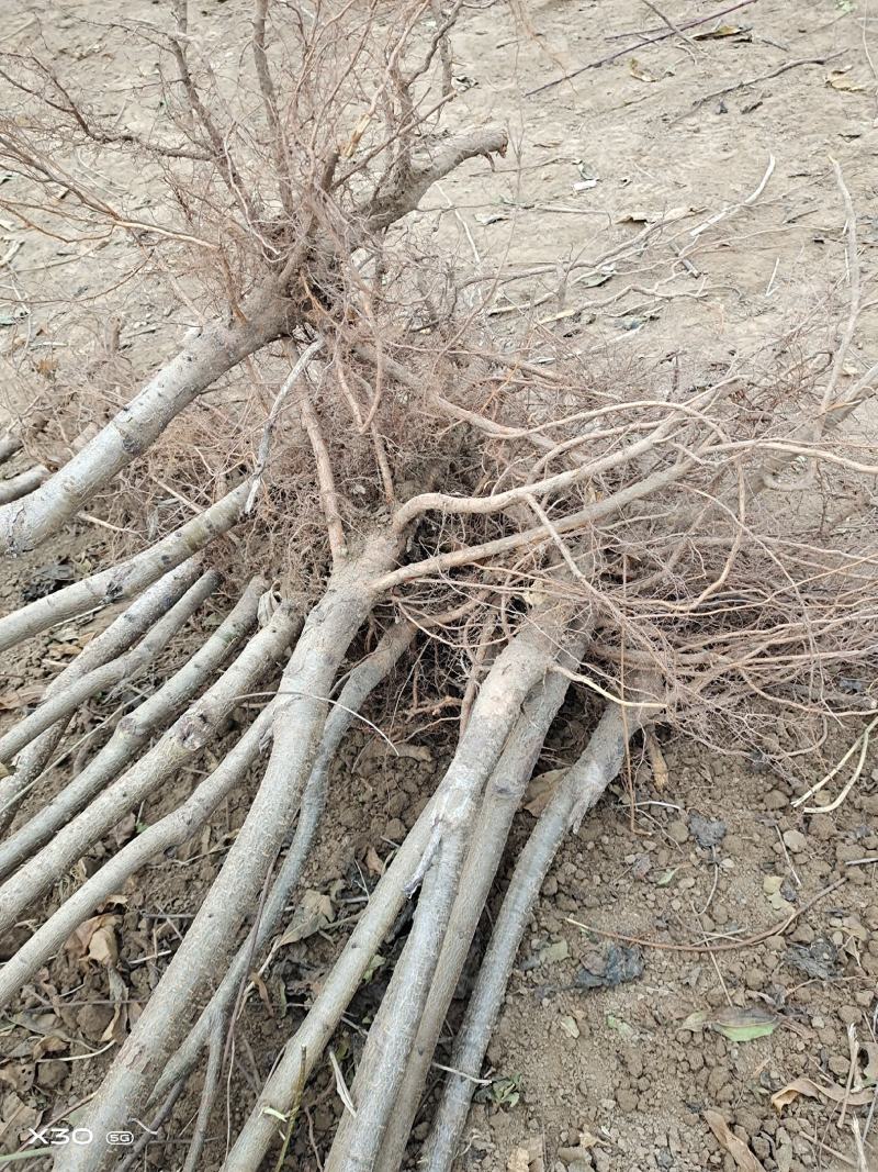 毛桃树苗【占地桃苗】一手货源，无中间商赚差价，成活率高