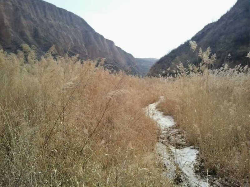 山地出租、出售，养殖大户来