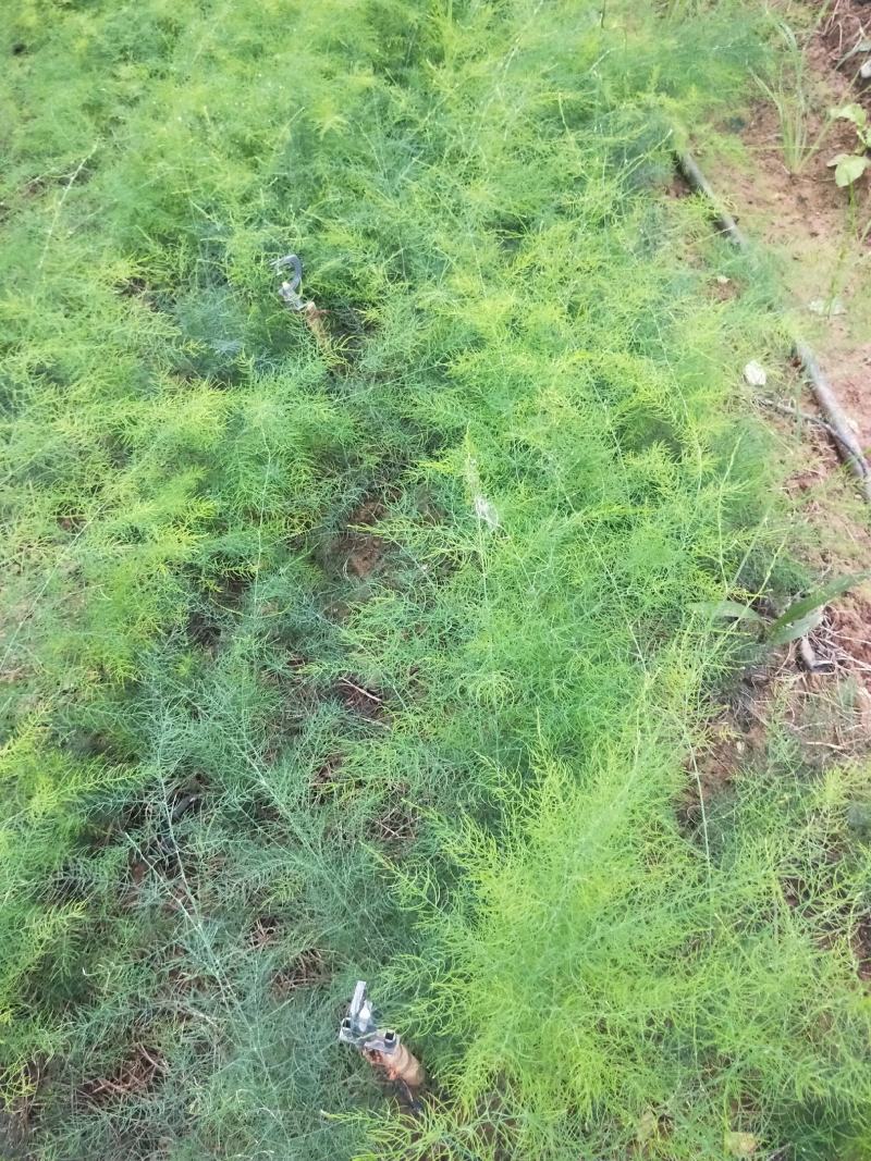天冬苗云南产地直供诚信经营发货全国有意者可电话联系