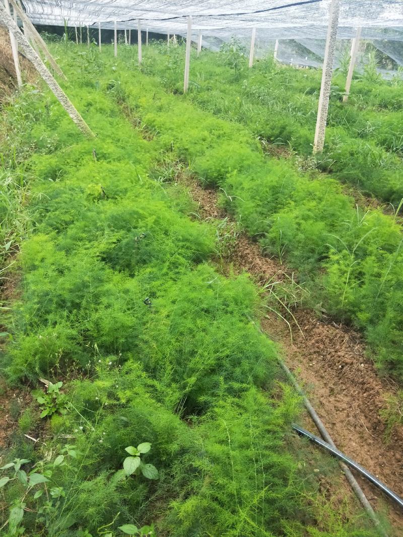 天冬苗云南产地直供诚信经营发货全国有意者可电话联系