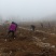 葡萄树淘宝，占地用苗圃直发产量高发货快免费技术指导