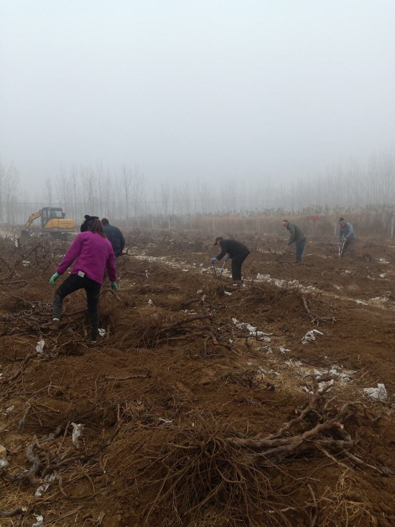 葡萄树淘宝，占地用苗圃直发产量高发货快免费技术指导