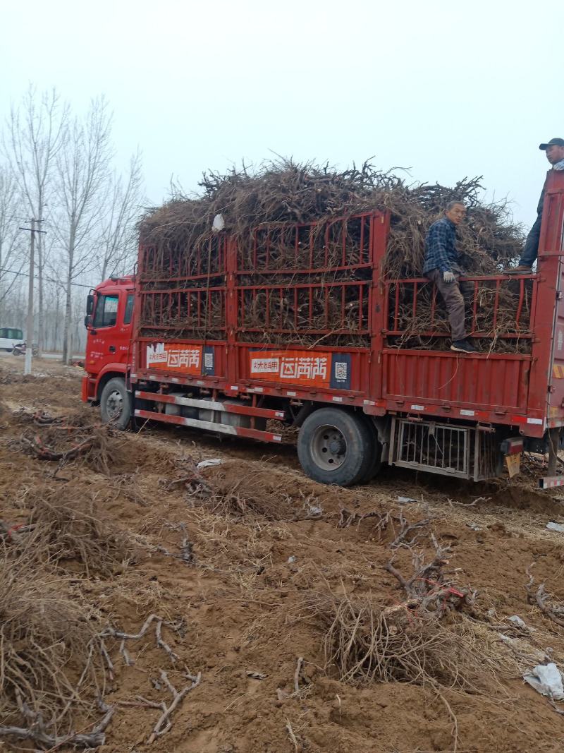 葡萄树淘宝，占地用苗圃直发产量高发货快免费技术指导