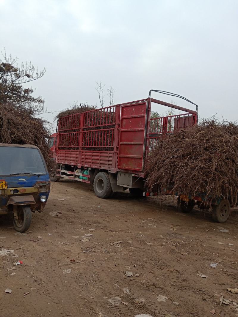 葡萄树淘宝，占地用苗圃直发产量高发货快免费技术指导