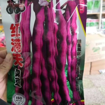 红满天架豆结荚率高肉厚无筋商品性好