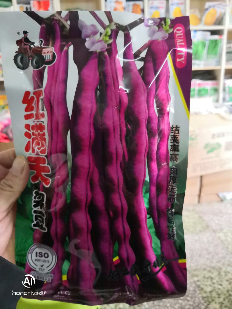 红满天架豆结荚率高肉厚无筋商品性好