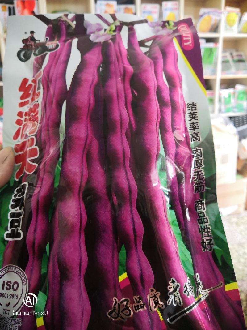 红满天架豆结荚率高肉厚无筋商品性好