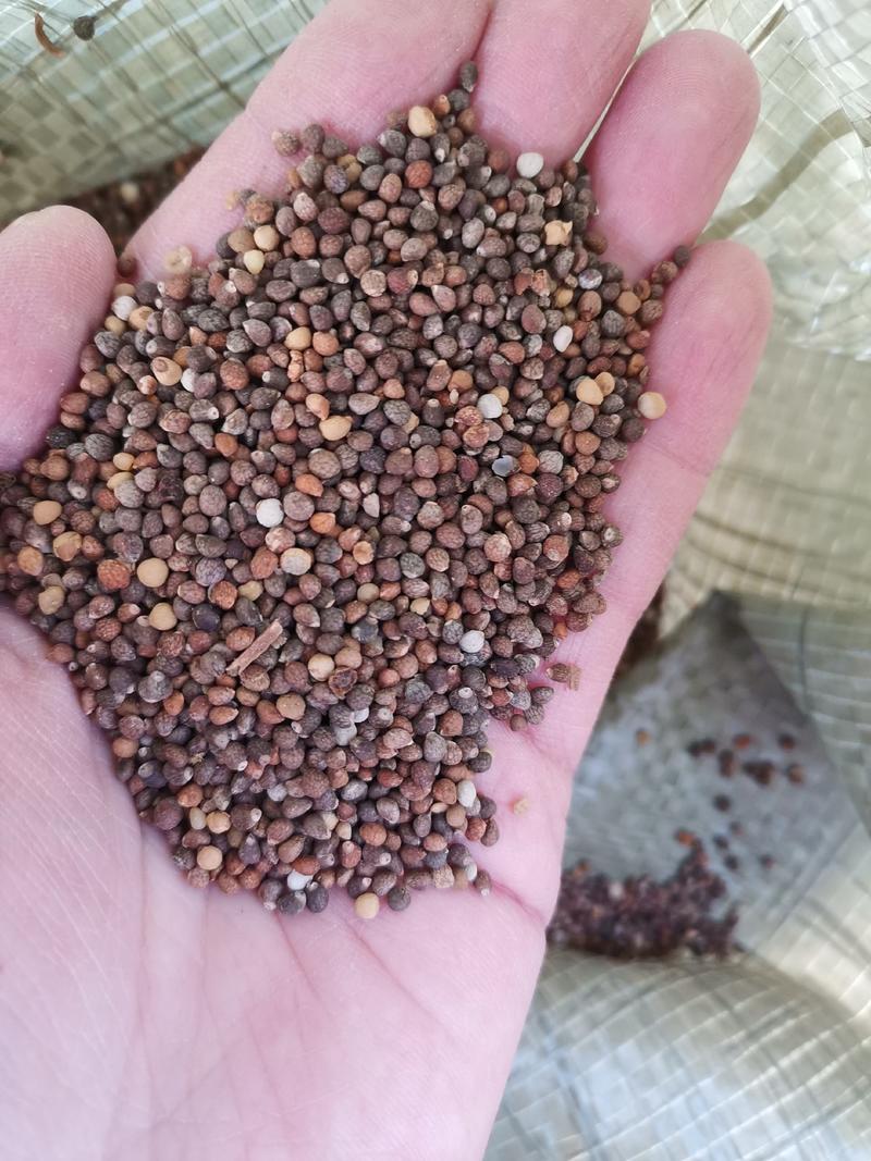 紫苏种子一年生草本提供种植技术一件代发