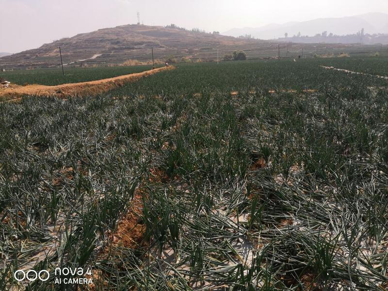 大量洋葱上市中产地直销价格便宜