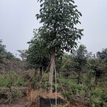 秋风绿化苗木假植苗秋风10分到12分