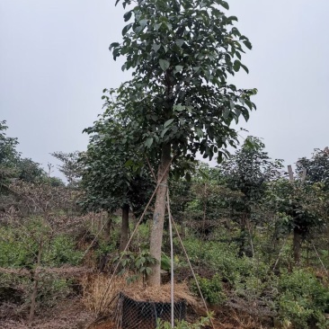 秋风绿化苗木假植苗秋风10分到12分