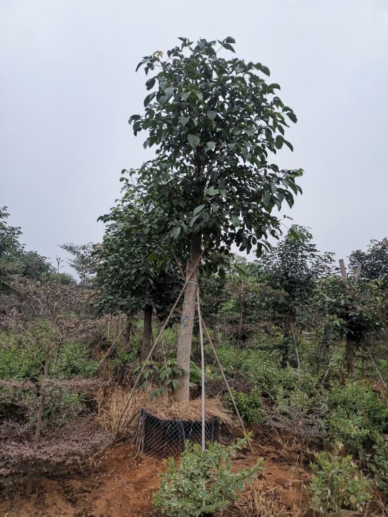 秋风绿化苗木假植苗秋风10分到12分