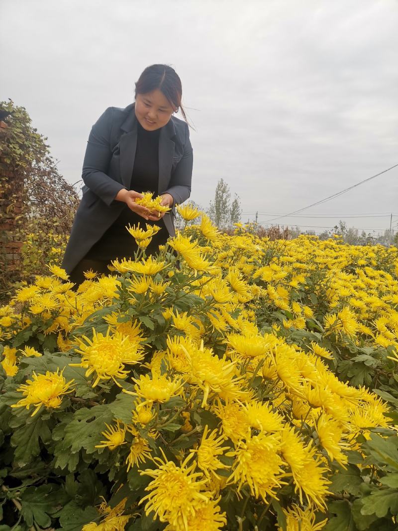 北京菊杭白菊苏北菊早熟菊大阪贡菊亳菊供应各种菊花扦插苗