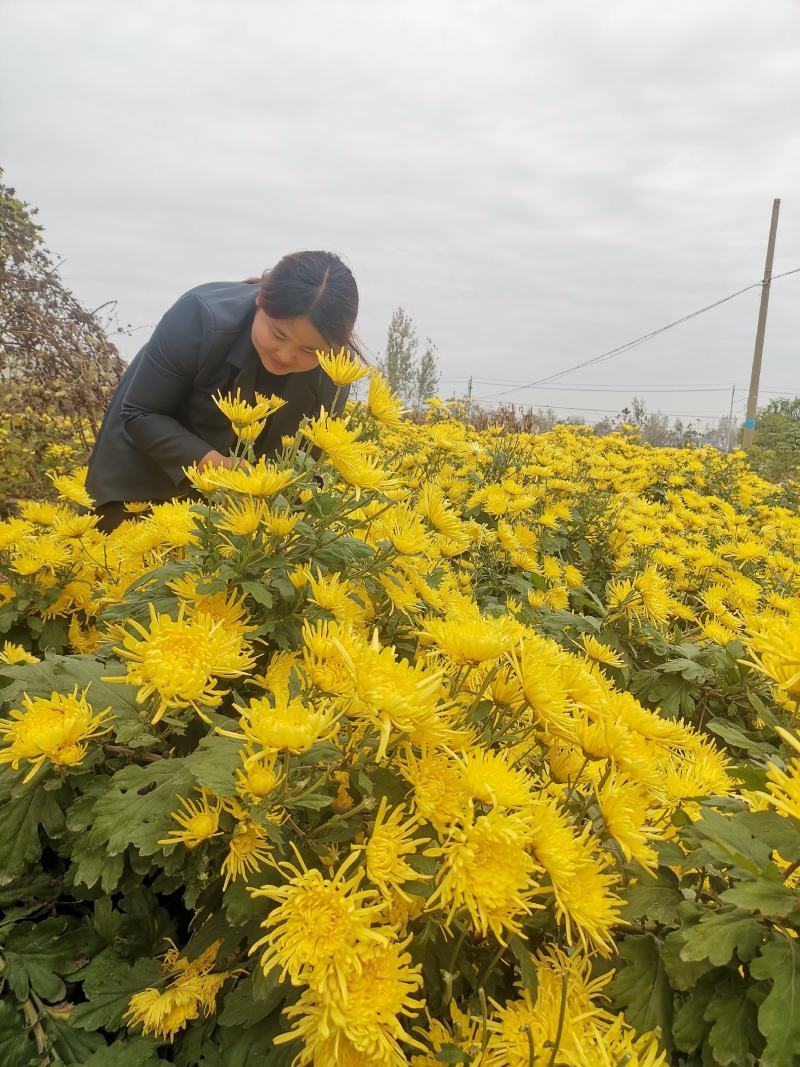 北京菊杭白菊苏北菊早熟菊大阪贡菊亳菊供应各种菊花扦插苗