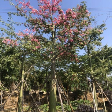美丽木棉绿化苗木假植苗地苗
