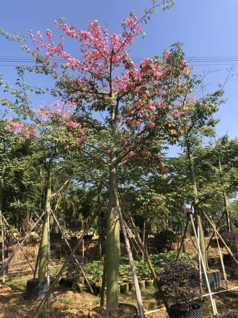 美丽木棉绿化苗木假植苗地苗