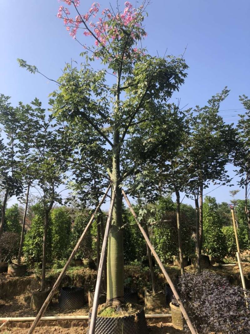 美丽木棉绿化苗木假植苗地苗