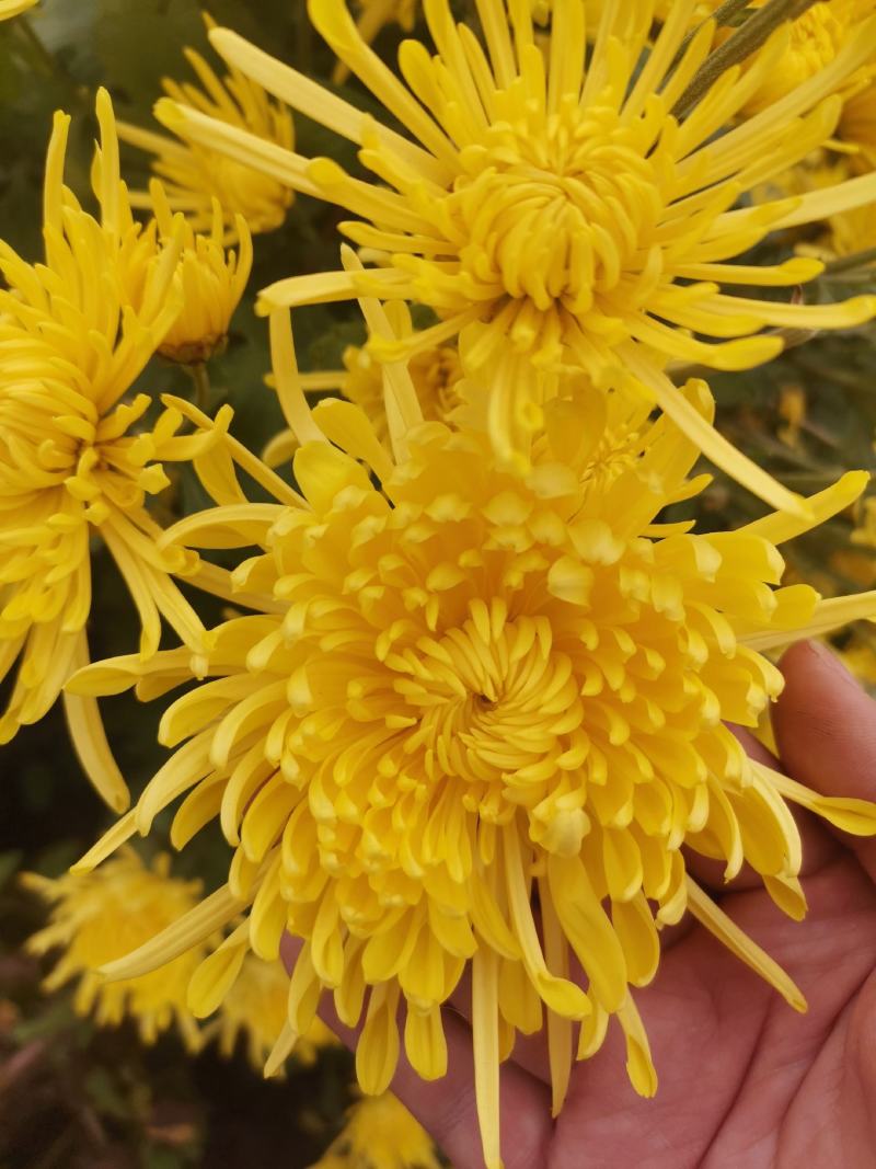 金丝黄菊苗可观赏可饮茶经营各种菊花苗