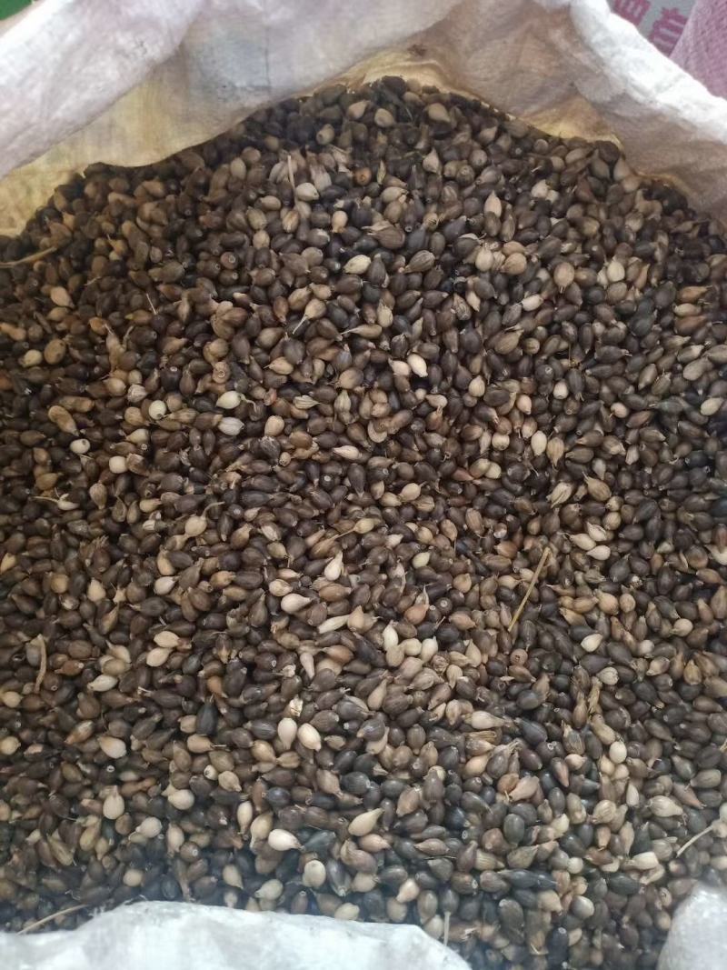 壳薏米薏米种子发芽率有保障大量批发一件代发