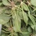 精品菠菜，圆叶，红根，大量上市