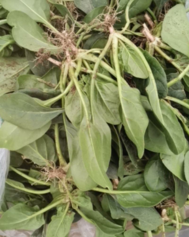 精品菠菜，圆叶，红根，大量上市