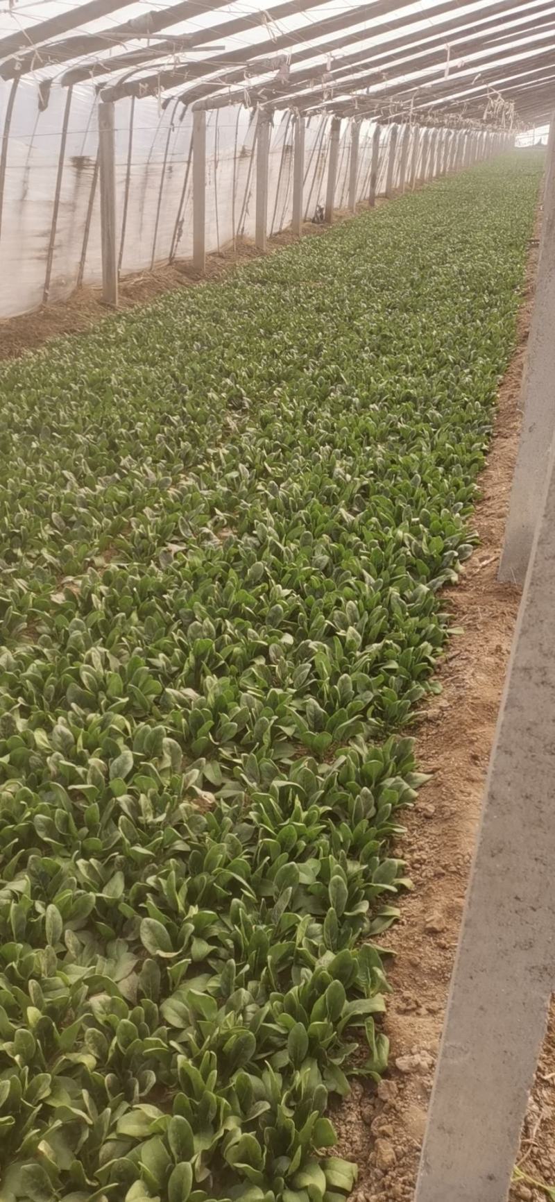 精品菠菜，圆叶，红根，大量上市