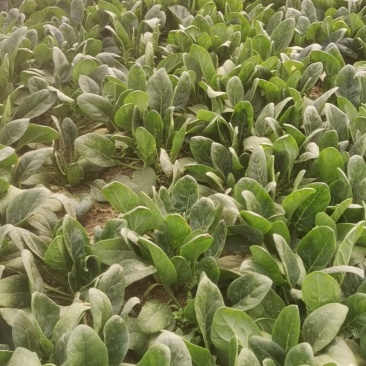 精品菠菜，圆叶，红根，大量上市