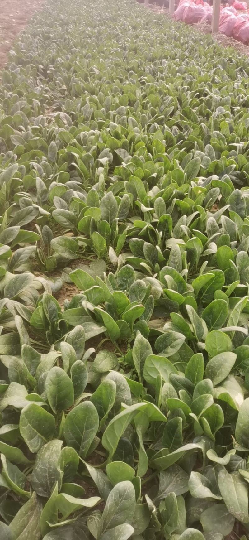 精品菠菜，圆叶，红根，大量上市