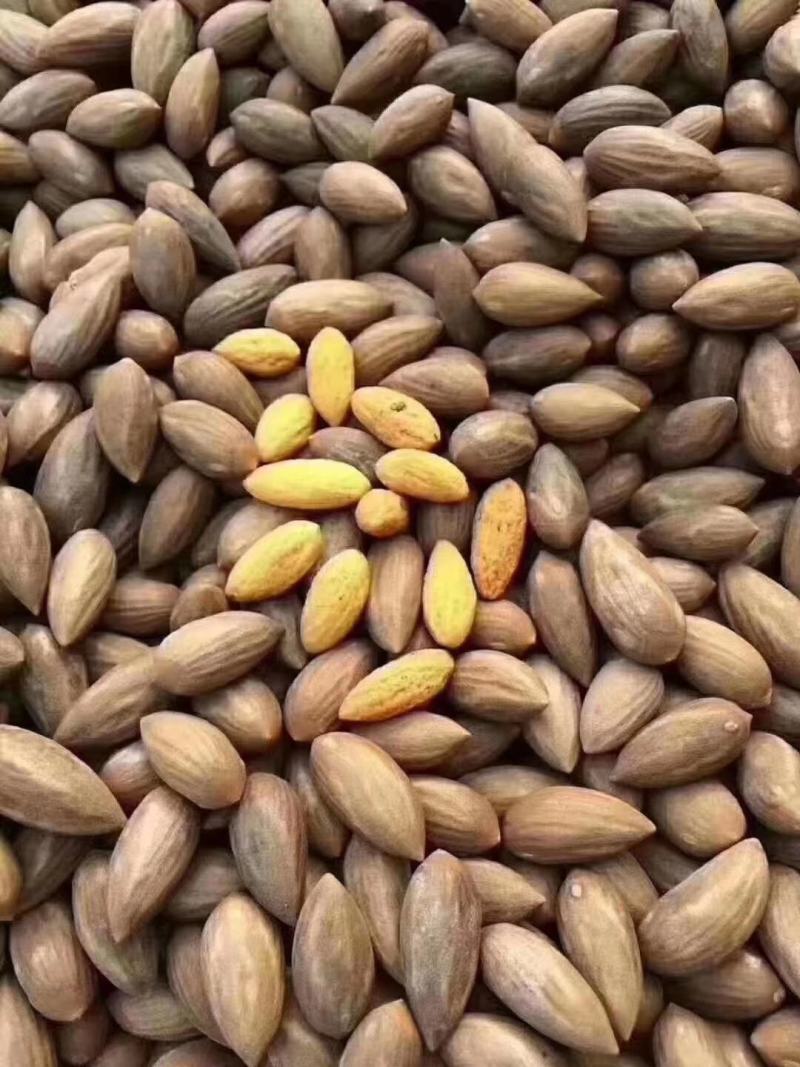 诸暨香榧价廉物美量大从优