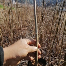 香椿树苗，根系发达，成活率高，
