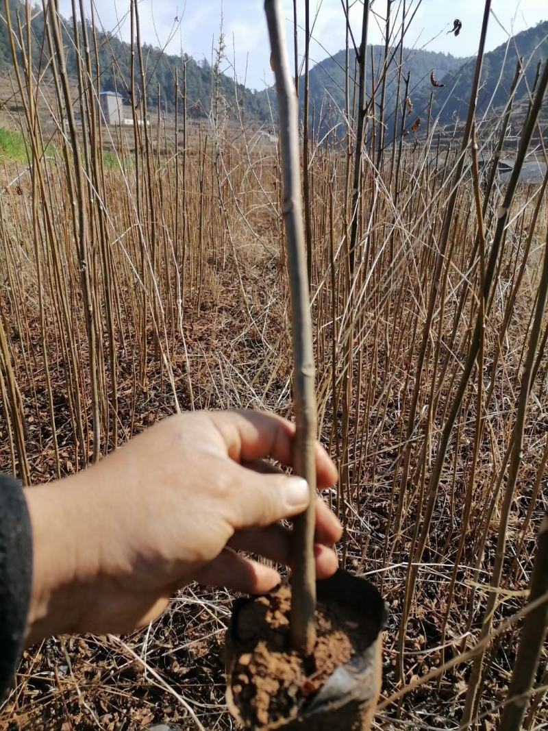 香椿树苗，根系发达，成活率高，