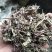 牛至别名土香薷白花茵陈满坡香、满山香五香草、暑草