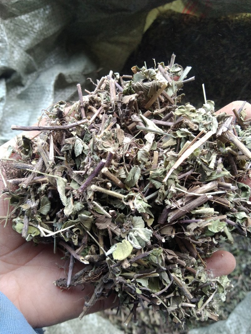 牛至别名土香薷白花茵陈满坡香、满山香五香草、暑草