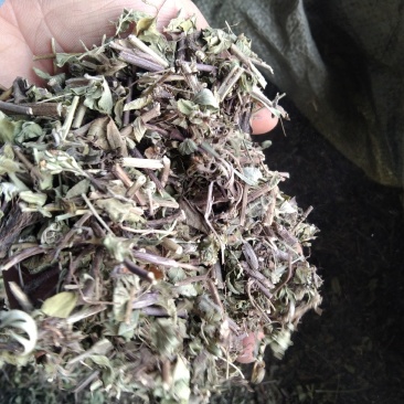 牛至别名土香薷白花茵陈满坡香、满山香五香草、暑草