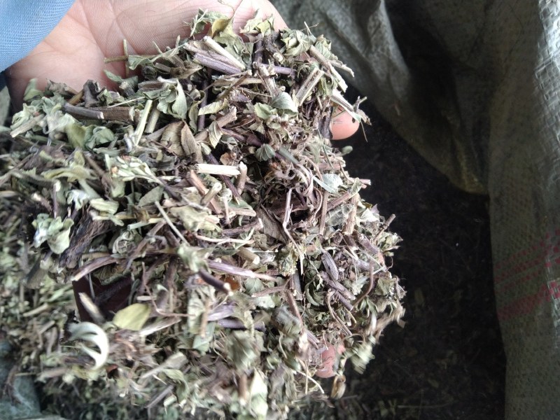 牛至别名土香薷白花茵陈满坡香、满山香五香草、暑草