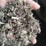 牛至别名土香薷白花茵陈满坡香、满山香五香草、暑草